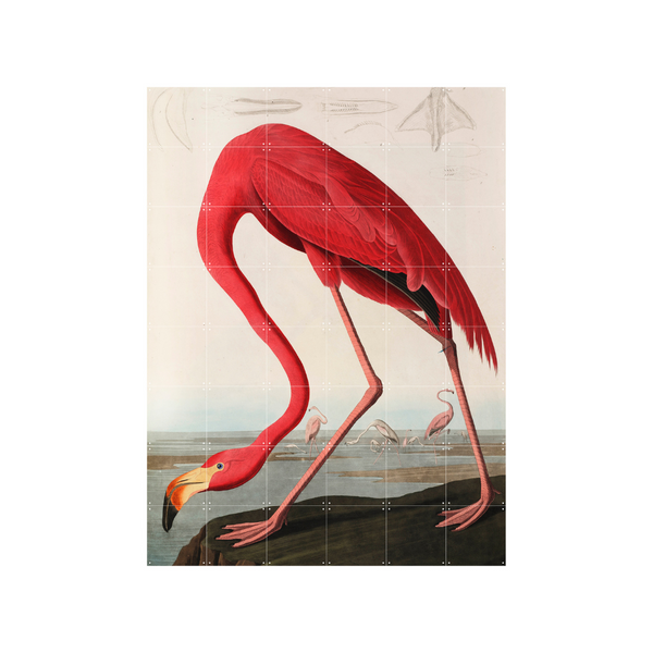 Cuadro Decorativo IXXI Flamingo Audubon