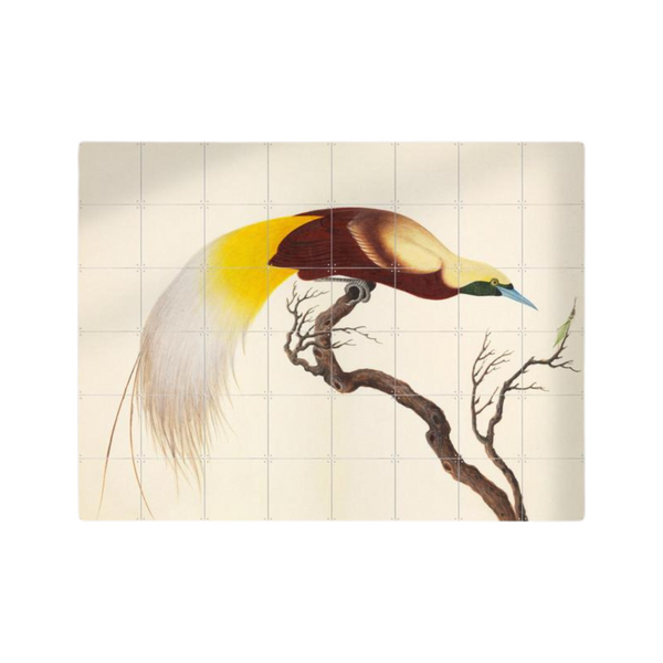 Cuadro Decorativo IXXI Lesser Bird of Paradise 140 x 100